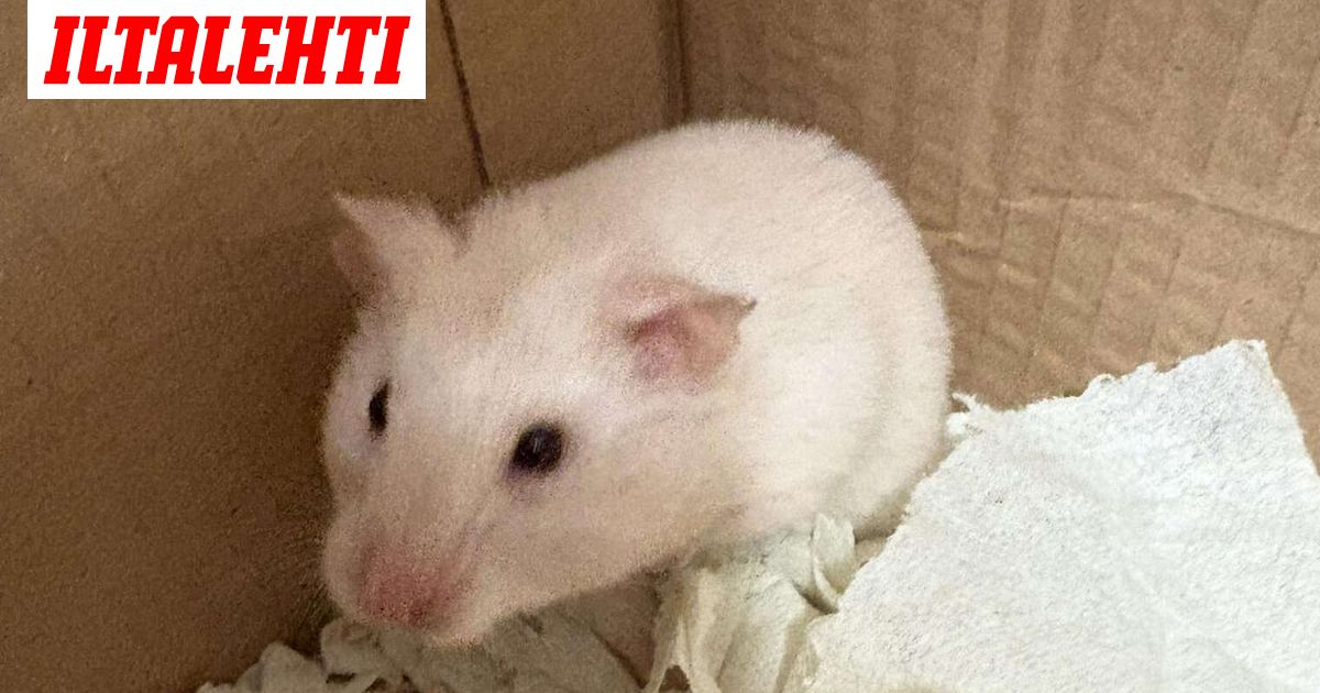Ilmoittaudu poliisille, jos omistat tämän otuksen Ilmoittaudu poliisille, jos omistat tämän otuksen